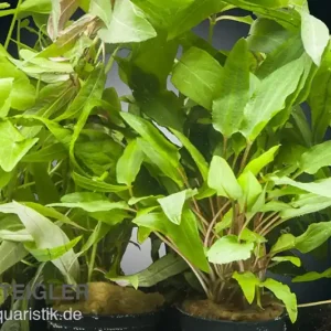 Sichere Zahlung Aquarienpflanzen-Set Valdivian, 5 Töpfe, Aquarienpflanzen-Set