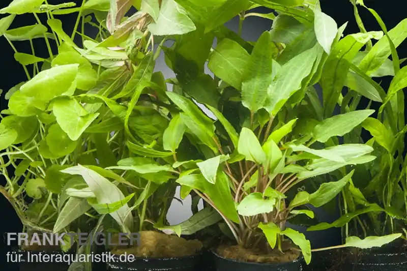 Sichere Zahlung Aquarienpflanzen-Set Valdivian, 5 Töpfe, Aquarienpflanzen-Set