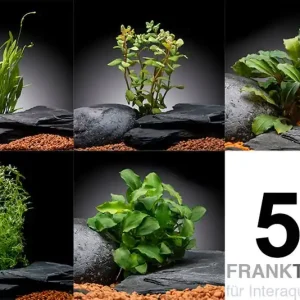 Jetzt Kaufen Pflanzensortiment Surprise 5 Topfpflanzen, Aquarienpflanzen-Set