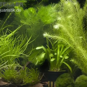 Aquarienpflanzen-Sortiment "Garnelenaquarium" für 80 cm Aquarium Schneller Versand