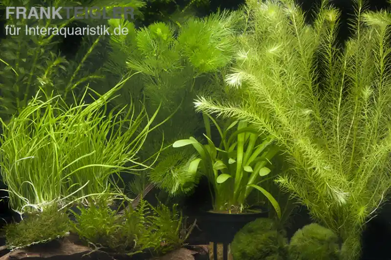 Aquarienpflanzen-Sortiment "Garnelenaquarium" für 80 cm Aquarium Schneller Versand