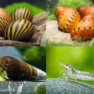 Bundle Große Putz-Truppe: 5 x Rennschnecke + 2 x Tylomelania + 6 x Amanogarnele Begrenztes Angebot