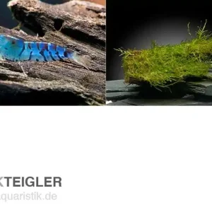 Sichere Zahlung Tiger-Bundle: 10 x Blaue Tigergarnele, Caridina cf. cantonensis + Portion Javamoos