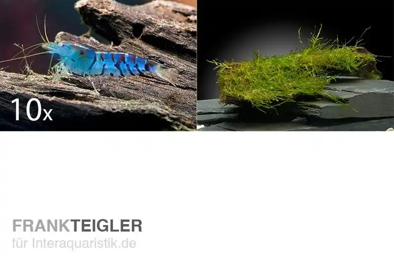 Sichere Zahlung Tiger-Bundle: 10 x Blaue Tigergarnele, Caridina cf. cantonensis + Portion Javamoos
