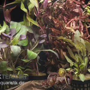 Aquarienpflanzen-Sortiment "Rot" für 60 cm Aquarium, Aquarienpflanzen-Set Bestseller