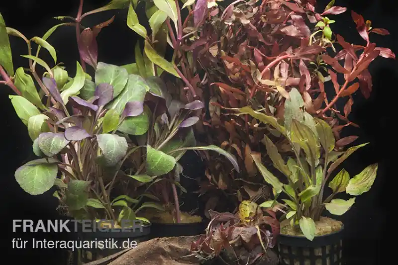 Aquarienpflanzen-Sortiment "Rot" für 60 cm Aquarium, Aquarienpflanzen-Set Bestseller