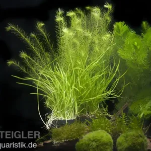 Abverkauf Aquarienpflanzen-Sortiment "Garnelenaquarium" für 60 cm Aquarium, Aquarienpflanzen-Set