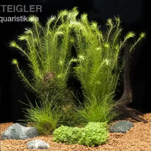 Meistverkauft Aquarienpflanzen-Sortiment für Nano-Aquarien 30-50 Liter