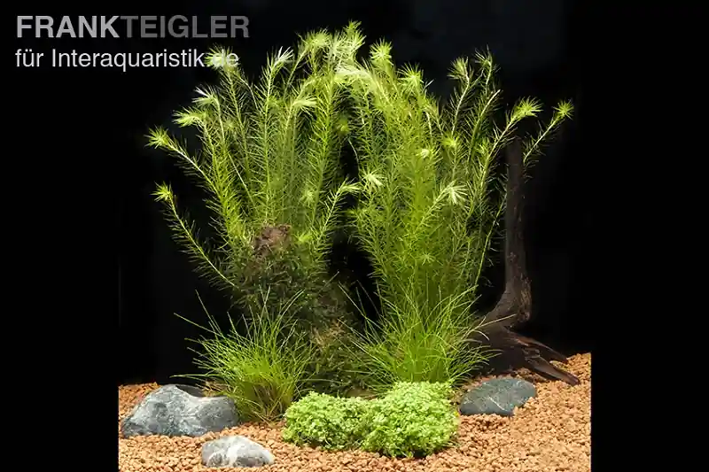Meistverkauft Aquarienpflanzen-Sortiment für Nano-Aquarien 30-50 Liter