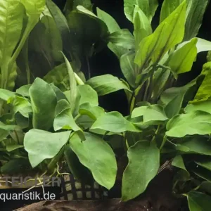 Direktkauf Aquarienpflanzen-Sortiment "Schatten" für 60 cm Aquarium, Aquarienpflanzen-Set