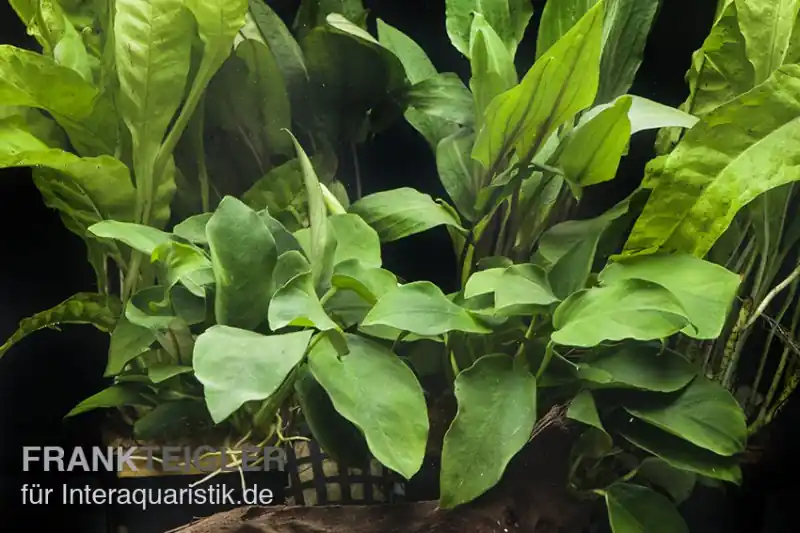 Direktkauf Aquarienpflanzen-Sortiment "Schatten" für 60 cm Aquarium, Aquarienpflanzen-Set