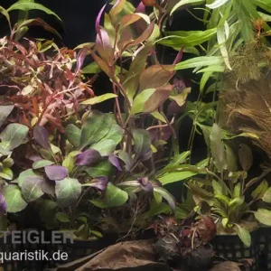 Aquarienpflanzen-Sortiment "Rot" für 100-120 cm Aquarium, Aquarienpflanzen-Set Direkt Vom Hersteller