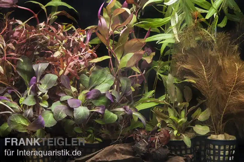 Aquarienpflanzen-Sortiment "Rot" für 100-120 cm Aquarium, Aquarienpflanzen-Set Direkt Vom Hersteller