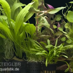 Aquarienpflanzen-Sortiment "Amazonas" für 100-120 cm Aquarium, Aquarienpflanzen-Set Echt