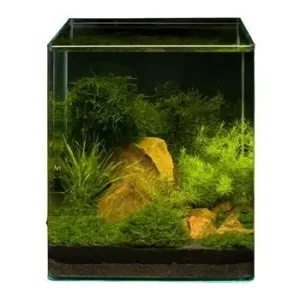 Neue Kollektion Pflanzensortiment Driftwood Cube für 30 l Nano-Aquarium, Aquarienpflanzen-Set