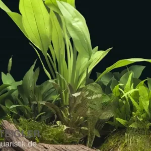 Aquarienpflanzen-Sortiment "Buntbarsch" für 80 cm Aquarium, Aquarienpflanzen-Set Sonderangebot
