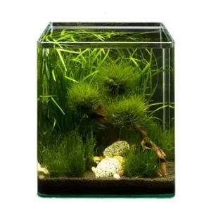 Markenware Pflanzensortiment Biosphere Cube für 30 l Nano-Aquarium, Aquarienpflanzen-Set