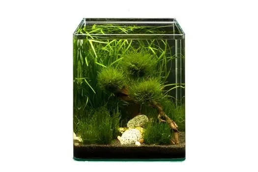 Markenware Pflanzensortiment Biosphere Cube für 30 l Nano-Aquarium, Aquarienpflanzen-Set