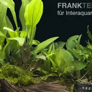 Bestpreis Aquarienpflanzen-Sortiment "Buntbarsch" 100-120 cm Aquarium, Aquarienpflanzen-Set
