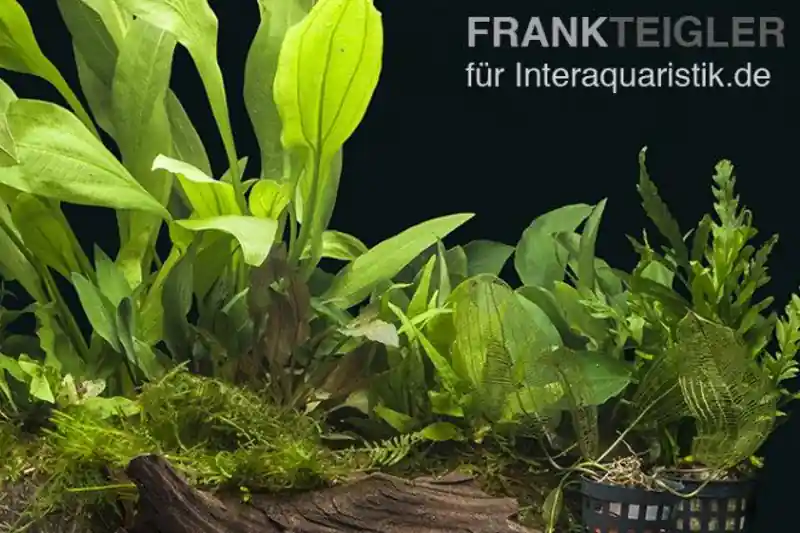 Bestpreis Aquarienpflanzen-Sortiment "Buntbarsch" 100-120 cm Aquarium, Aquarienpflanzen-Set