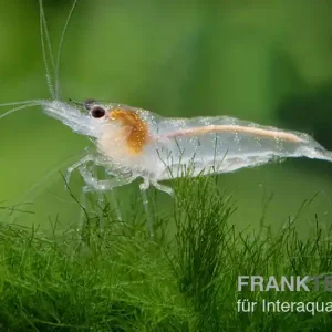 Weisse Zebragarnele, Neocaridina babaulti White Zebra Echt