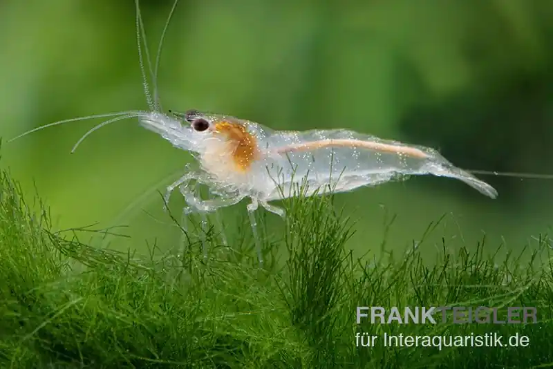 Weisse Zebragarnele, Neocaridina babaulti White Zebra Echt