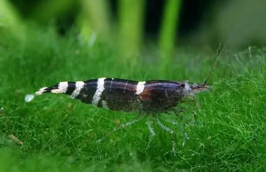 Blue Bee Garnele, Paracaridina sp. Blue Bee Solange Der Vorrat Reicht