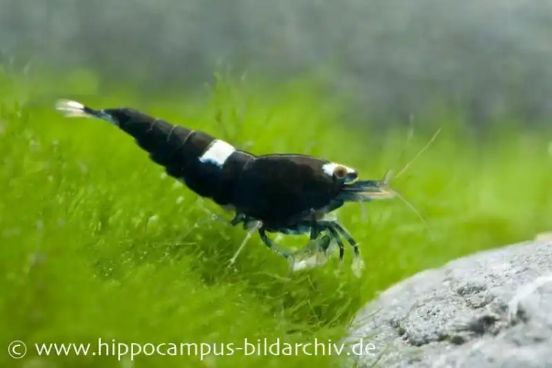 Black King Kong Garnele, Caridina spec. Black King Kong (Taiwan Bee) Preis Gesenkt