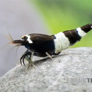 Neu Black Panda Garnele, Caridina spec. Black Panda (Taiwan Bee)