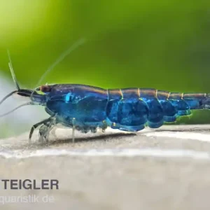 Blue Diamond Garnele, Neocaridina davidi "Blue Diamond" Sonderaktion