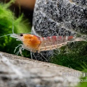 Rote Tigergarnele, Caridina mariae red Top-Preis