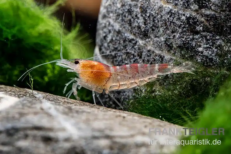 Rote Tigergarnele, Caridina mariae red Top-Preis