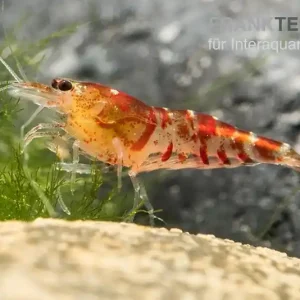 TiBee-Garnele rot, Tigerbiene, Caridina spec. Angebot