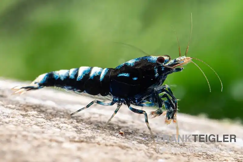 Black Zebra Pinto Garnele, Caridina spec. (Taiwan Bee) Jetzt Bestellen