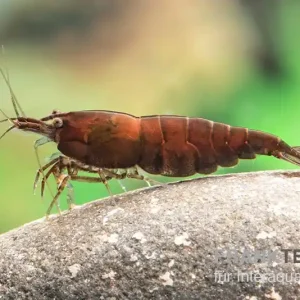 Red Onyx Shrimp, Neocaridina denticulata Expressversand