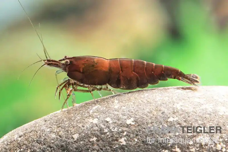 Red Onyx Shrimp, Neocaridina denticulata Expressversand