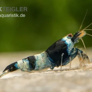 Online Kaufen Blue Panda Garnele, Caridina spec. Blue Panda (Taiwan Bee)
