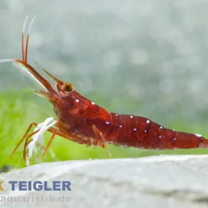 Süßwasser-Kardinalsgarnele, Caridina dennerlei Must-Have