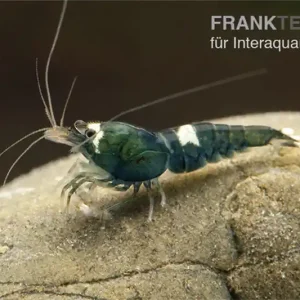 Jetzt Bestellen Green Hulk Garnele, Caridina logemanni Green Hulk (Taiwan Bee)