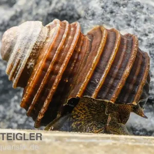 Neuheit Turboschnecke, Celetaia persculpta