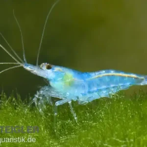 Sonderaktion Blue Jelly Garnele, Neocaridina davidi "Blue Jelly"