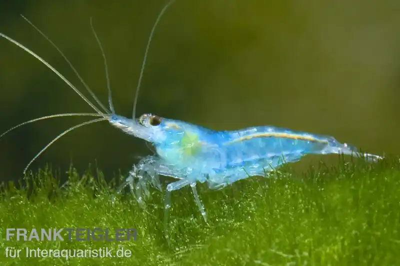 Sonderaktion Blue Jelly Garnele, Neocaridina davidi "Blue Jelly"