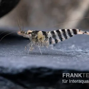 Indische Streifengarnele, Neocaridina babaulti Sale