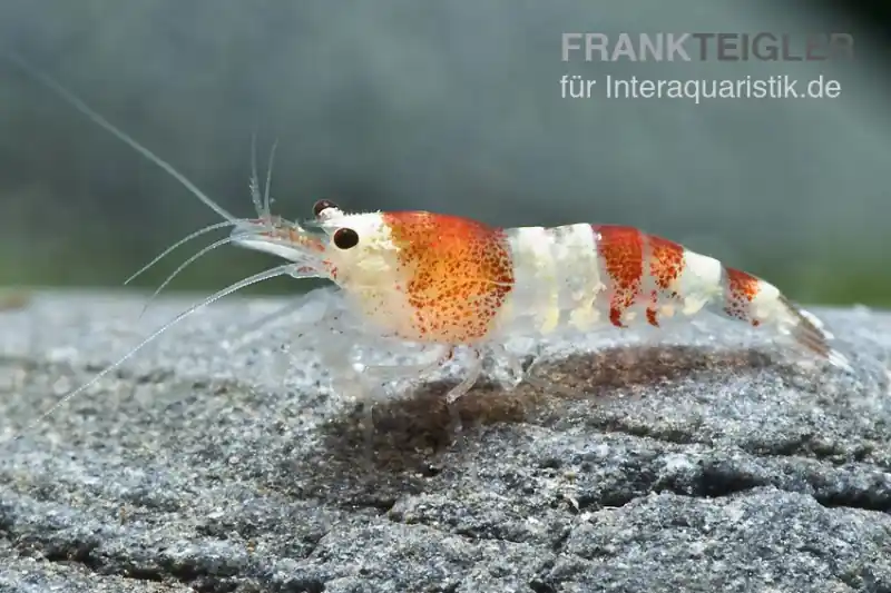 Expressversand Crystal Red Garnele, Caridina logemanni