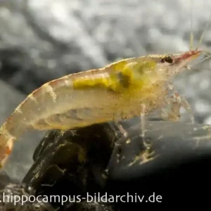 Kracherpreis Malaya-Zwerggarnele, Caridina cf. babaulti