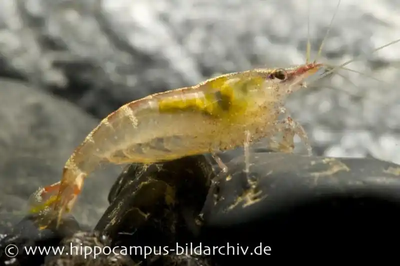 Kracherpreis Malaya-Zwerggarnele, Caridina cf. babaulti