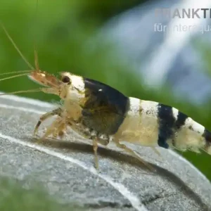 Schwarze Bienengarnele, Caridina logemanni Billig