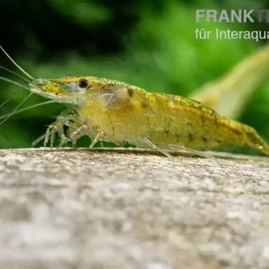 Green Fire Shrimp, Neocaridina davidi "Green Fire" Nur Heute