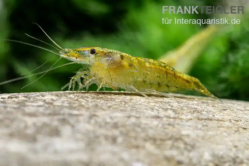 Green Fire Shrimp, Neocaridina davidi "Green Fire" Nur Heute