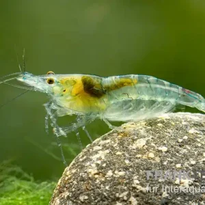 Green Jelly Garnele, Neocaridina davidi "Green Jelly" Direkt Vom Hersteller